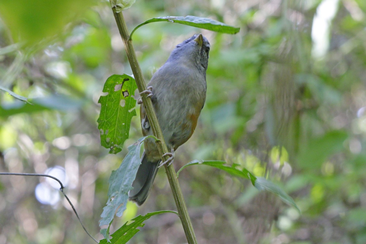 Gray-throated Warbling Finch - ML617386516