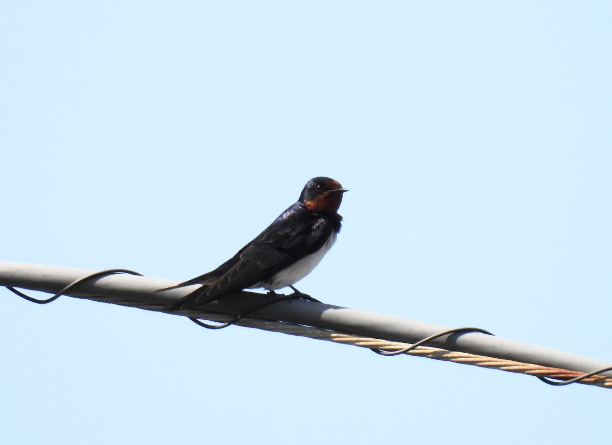 Barn Swallow - Helen Erskine-Behr