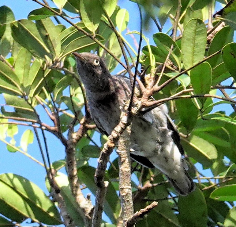 Cotinga porphyrion - ML617386525