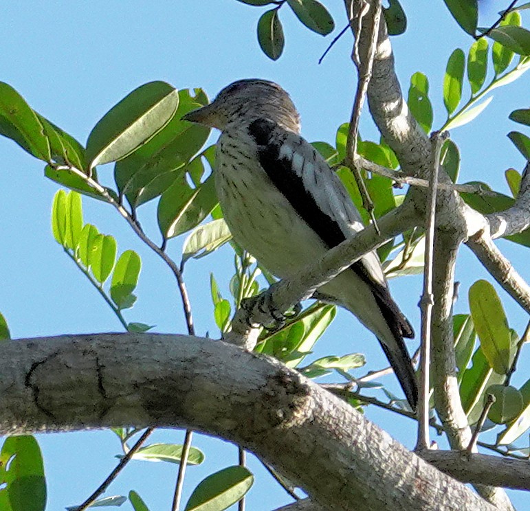 White-winged Cotinga - ML617386526