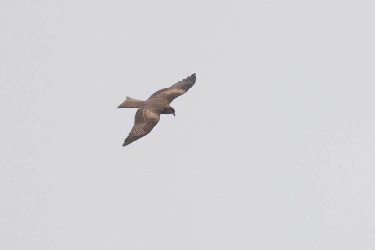 Black Kite - ML617386542