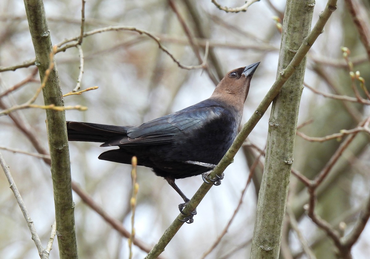 Brown-headed Cowbird - ML617386580