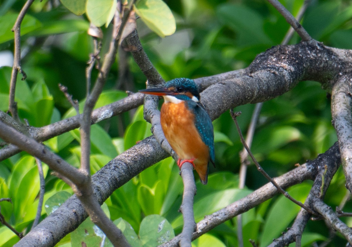 Common Kingfisher - ML617386598