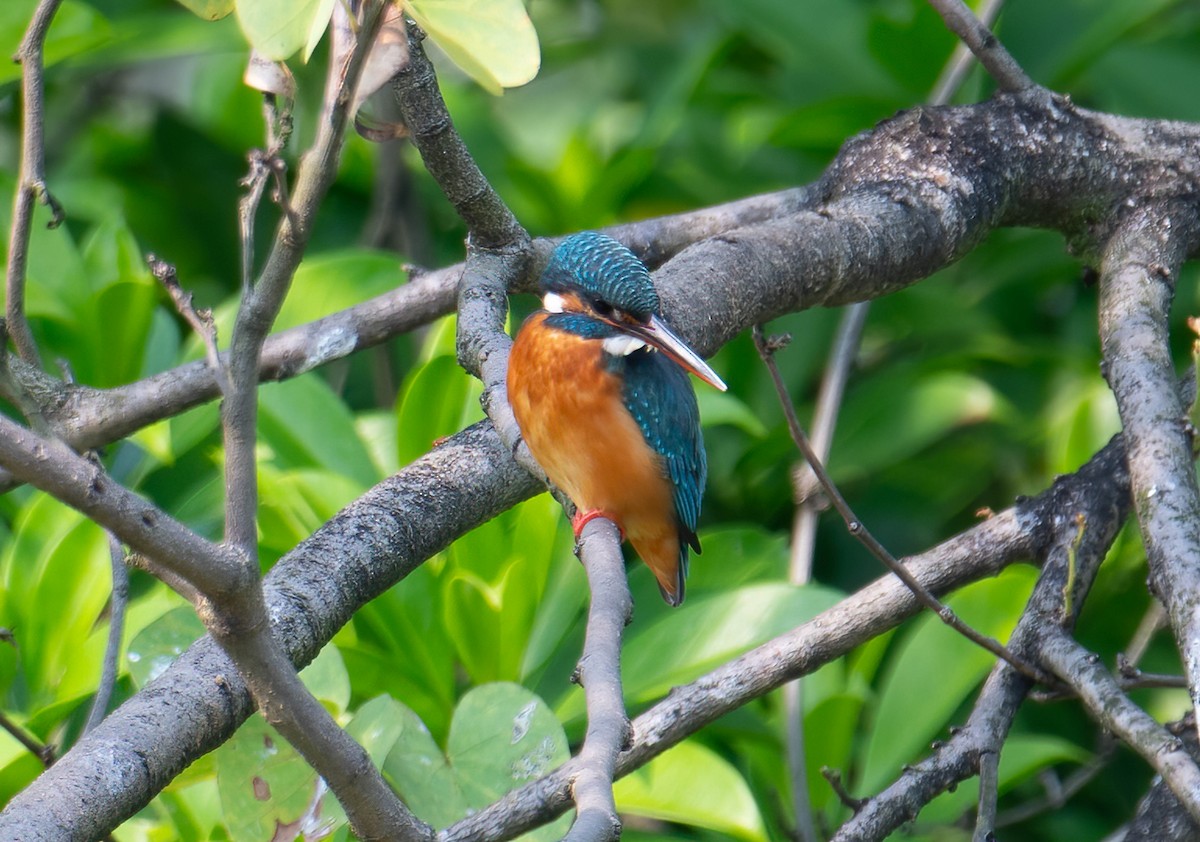 Common Kingfisher - Jordan Broadhead