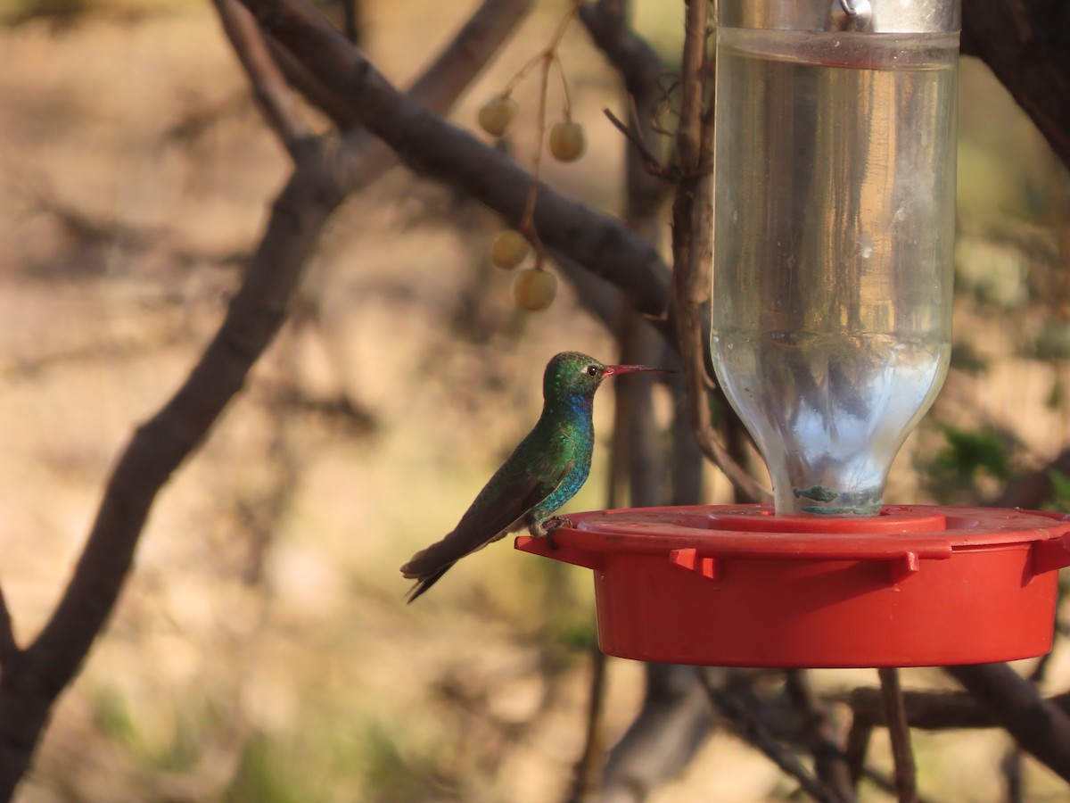 Broad-billed Hummingbird - Richard Petersen