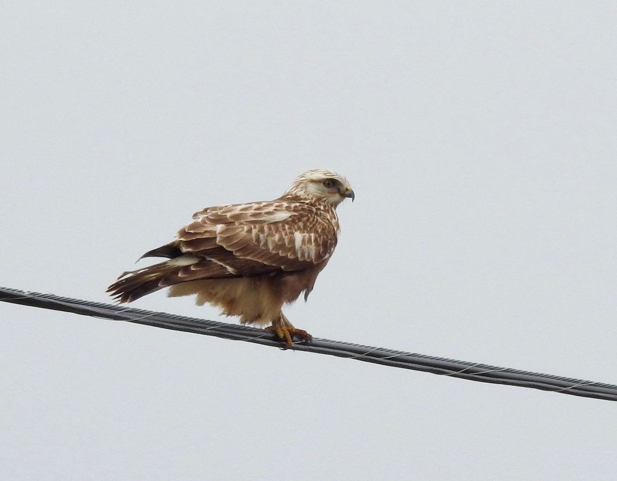 Rough-legged Hawk - Claire Caron