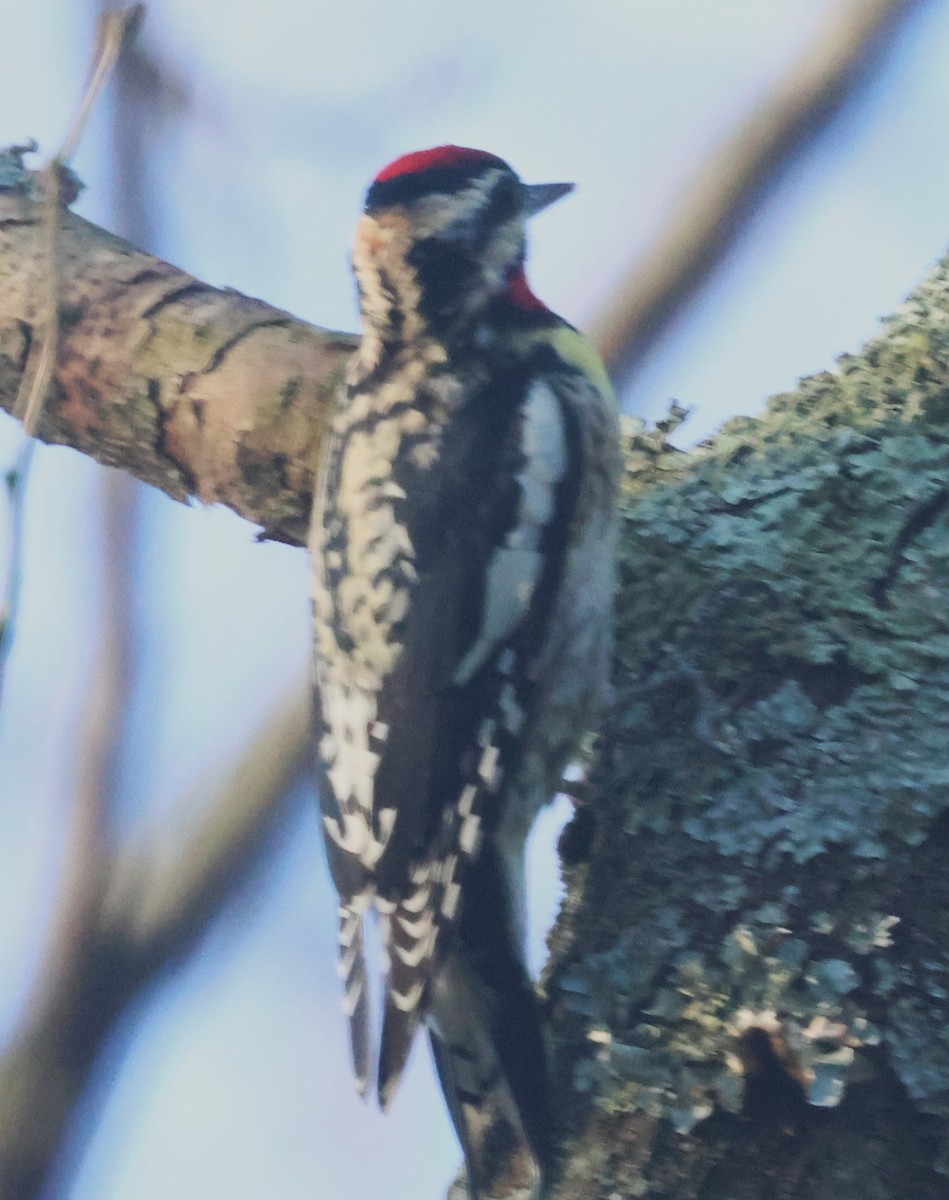 Yellow-bellied Sapsucker - Michael Clay