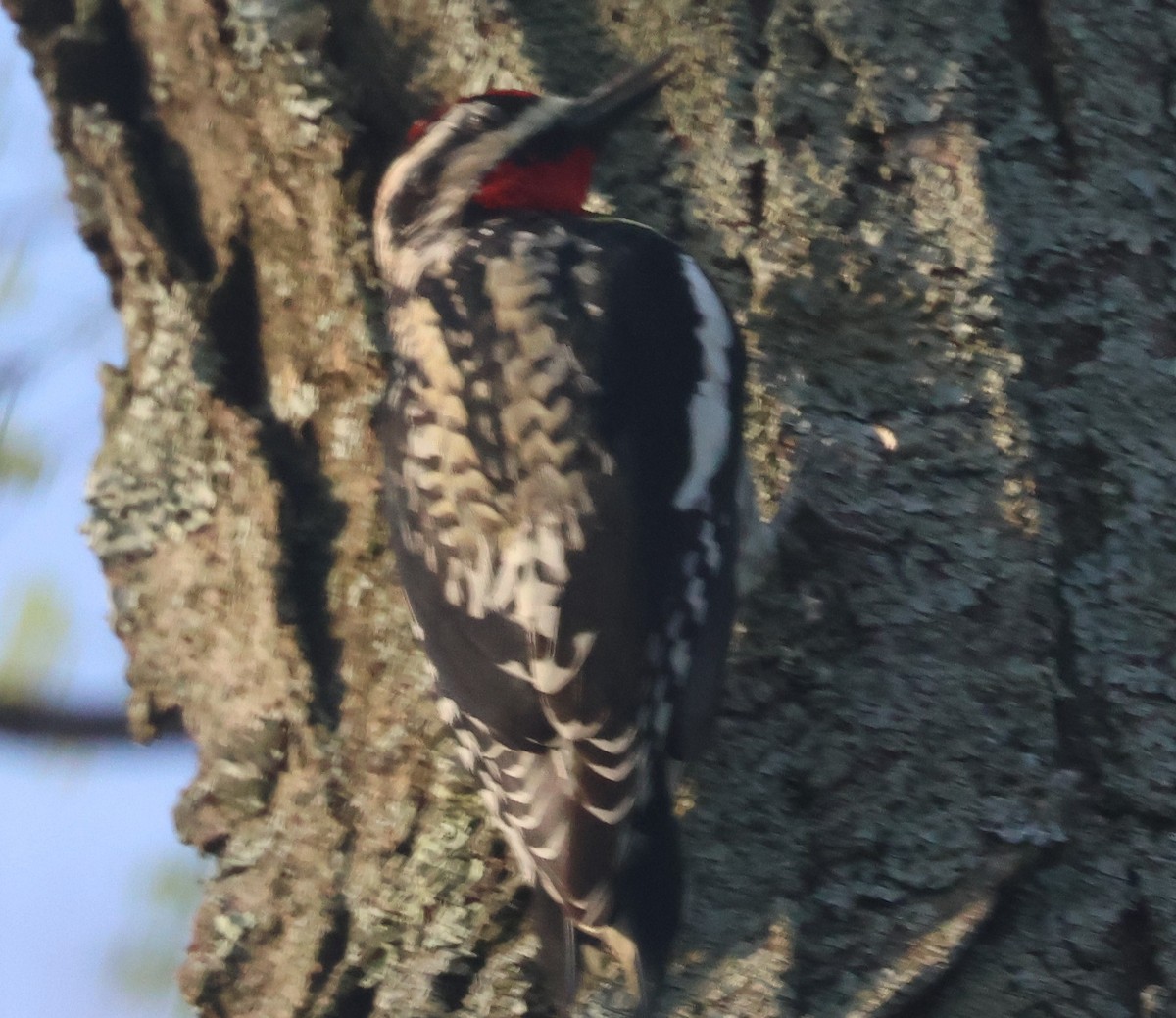 Yellow-bellied Sapsucker - ML617386670