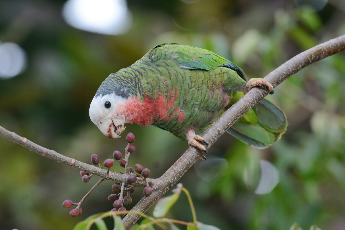 Amazona Cubana (bahamensis) - ML617386715