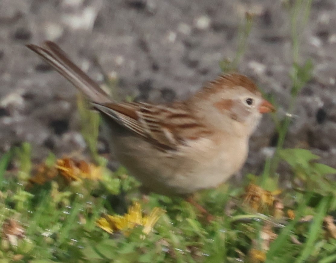 Field Sparrow - Michael Clay