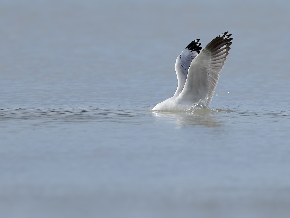 Gaviota Plateada - ML617386768