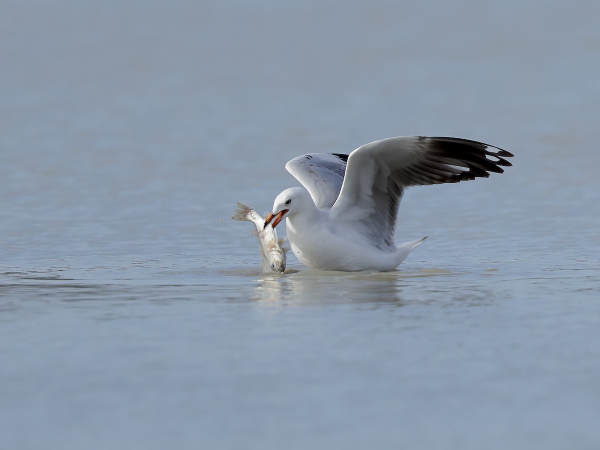 Mouette argentée - ML617386770