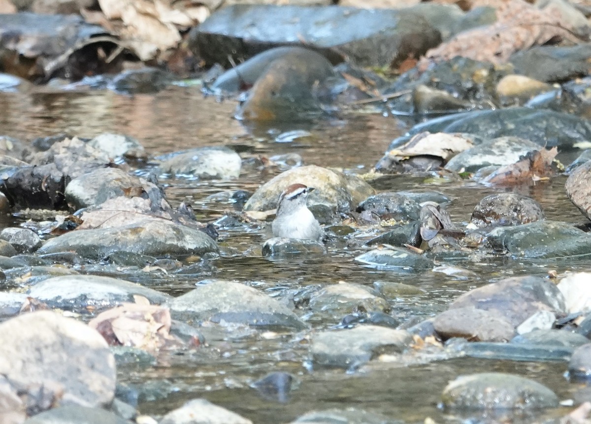 Chipping Sparrow - ML617386783