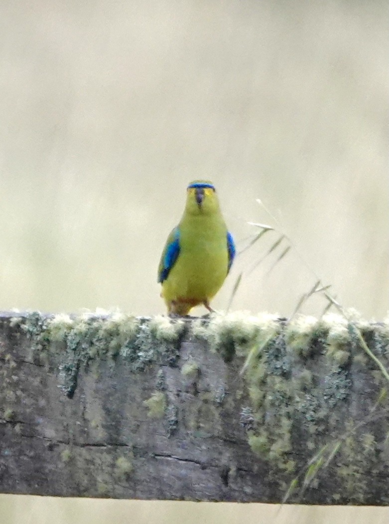 Elegant Parrot - ML617386787