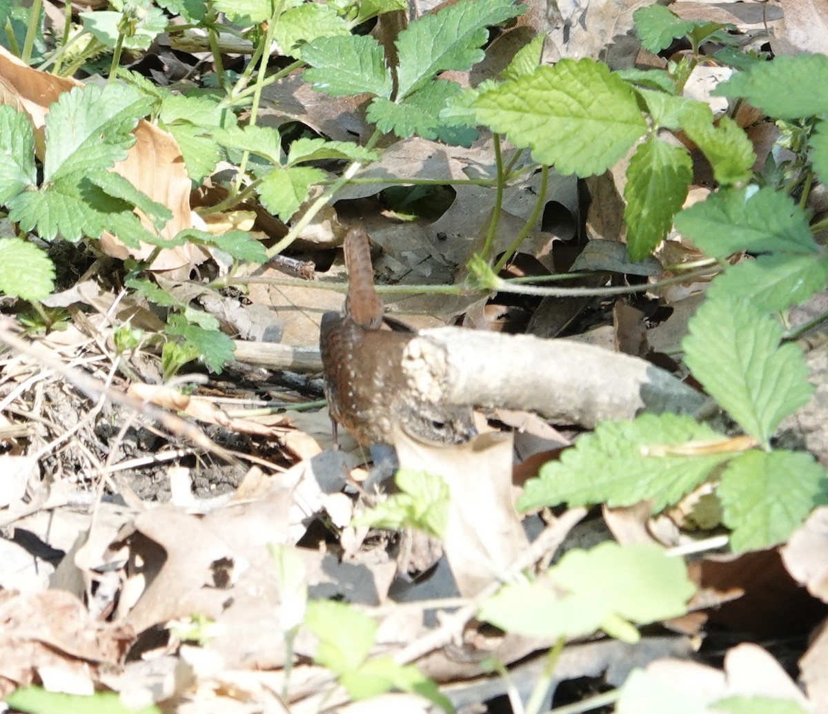 Winter Wren - ML617386800