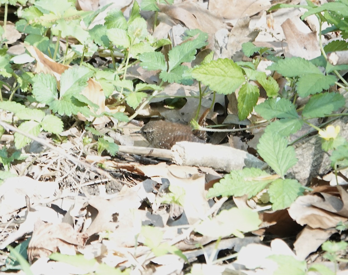 Troglodyte des forêts - ML617386801