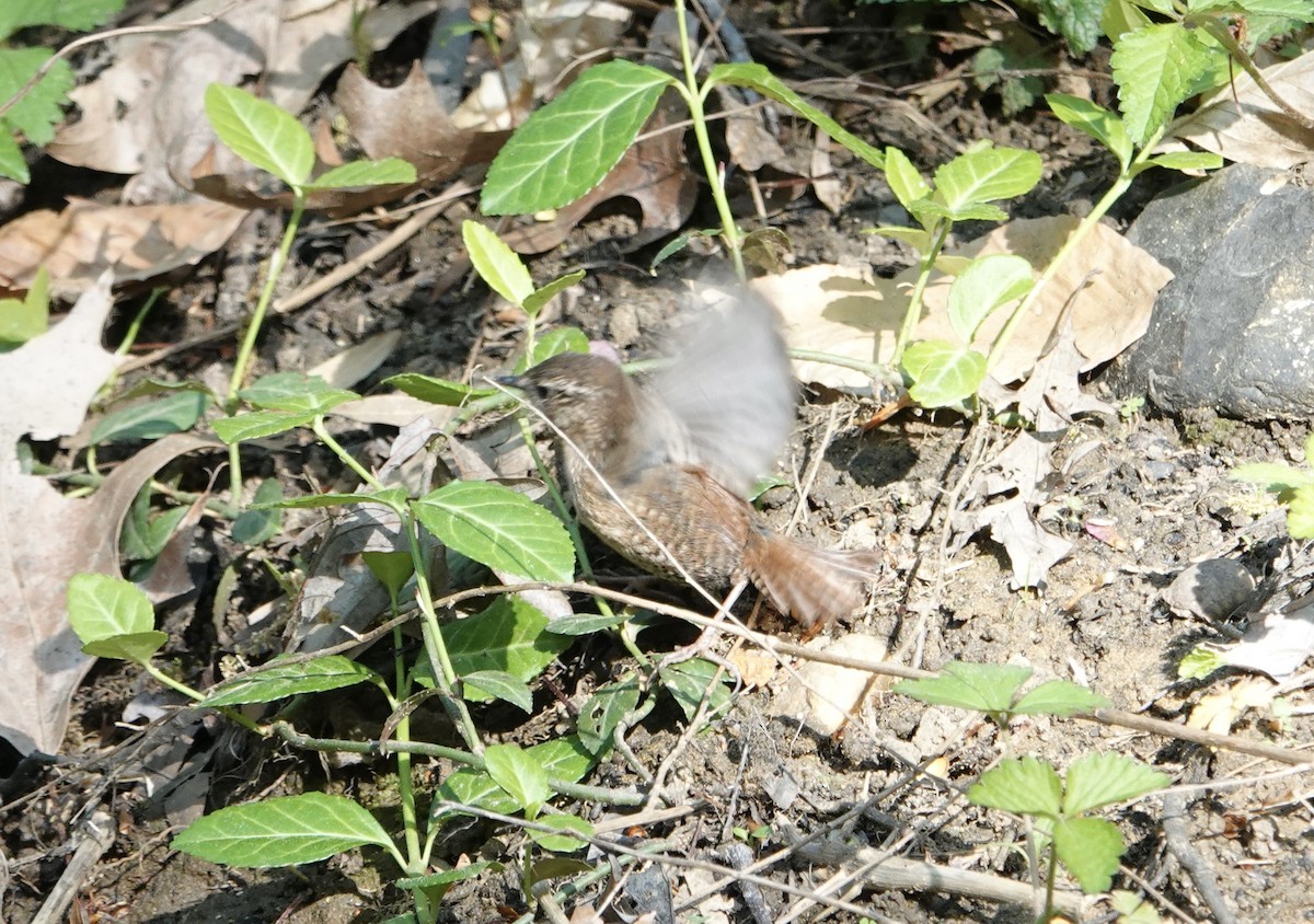 Troglodyte des forêts - ML617386803