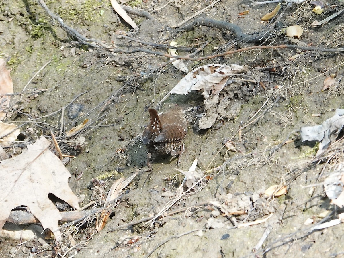 Winter Wren - ML617386810