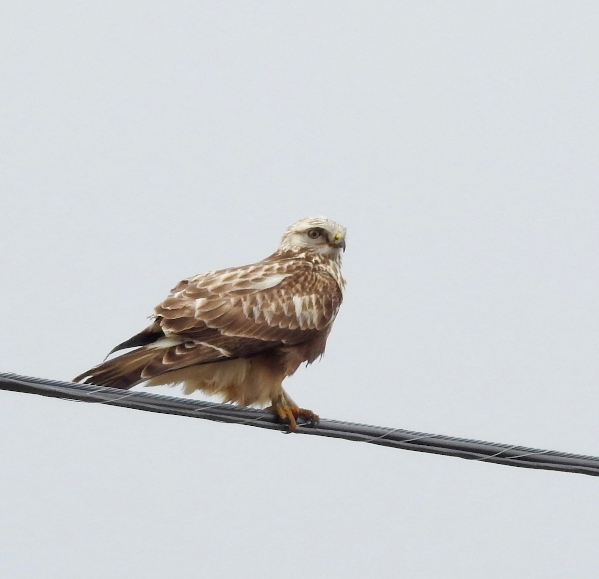 Rough-legged Hawk - ML617386814