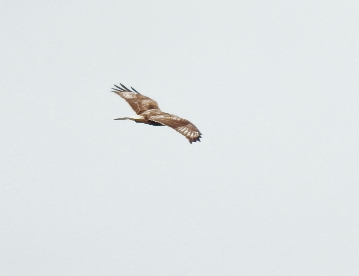 Rough-legged Hawk - ML617386832