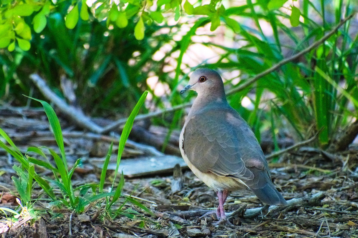 White-tipped Dove - ML617386845