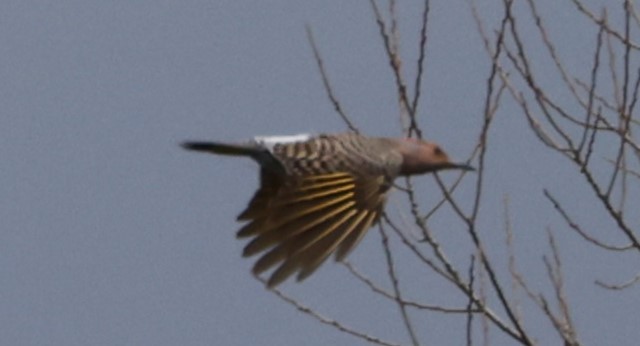 Northern Flicker (Yellow-shafted) - ML617386907
