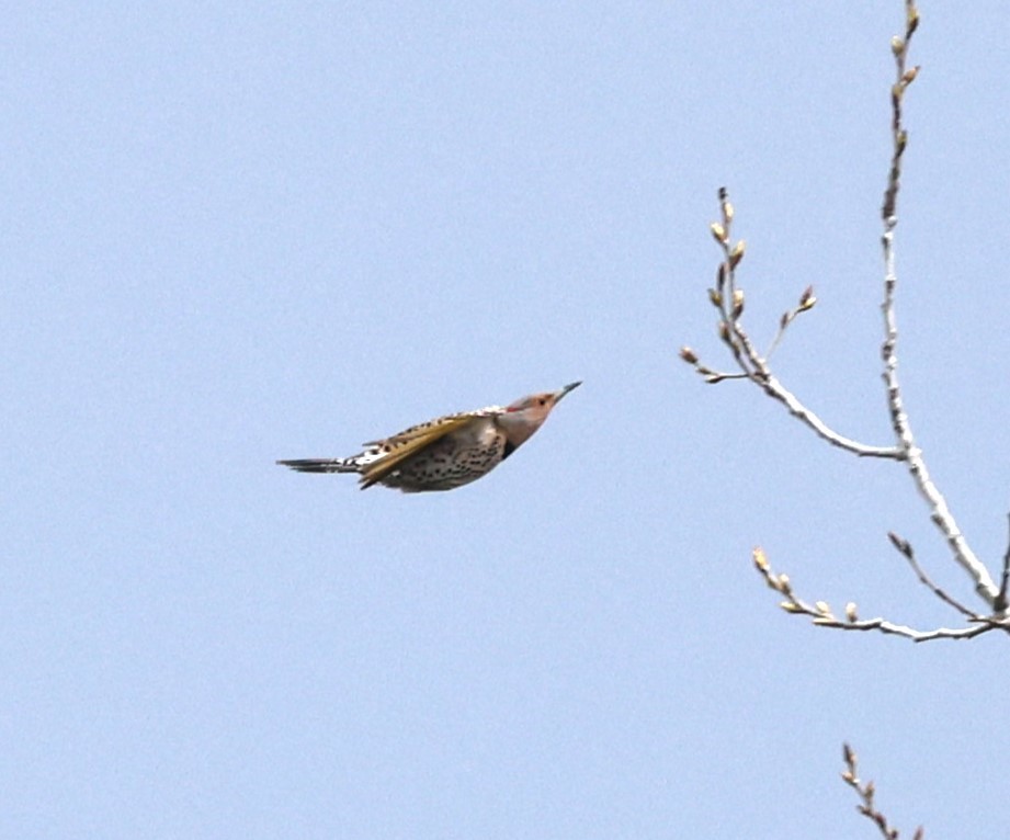 Northern Flicker (Yellow-shafted) - ML617386908