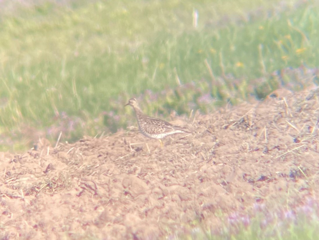 Upland Sandpiper - Billy McCaslin