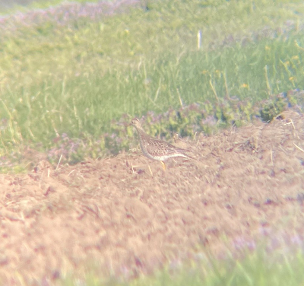 Upland Sandpiper - Billy McCaslin