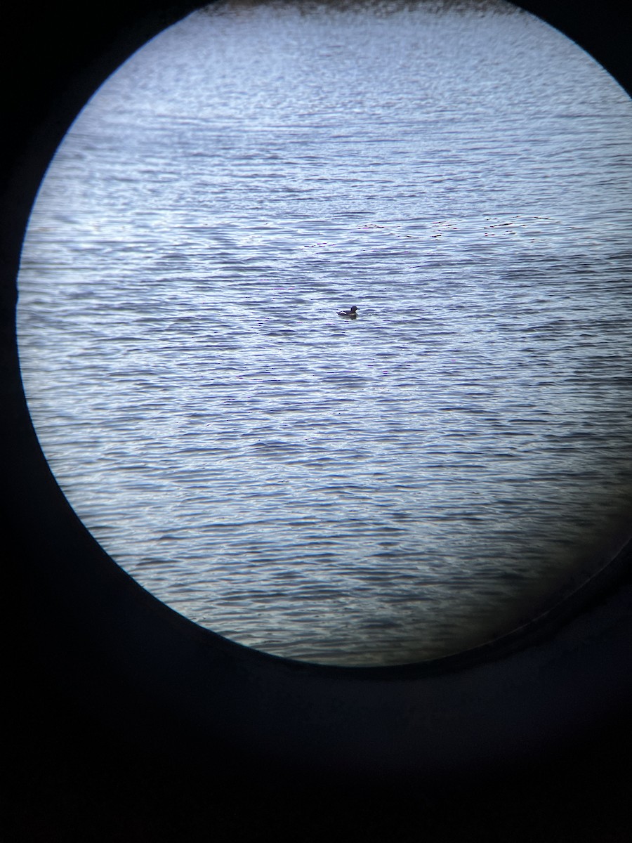 Black Guillemot - Filipe Leitão