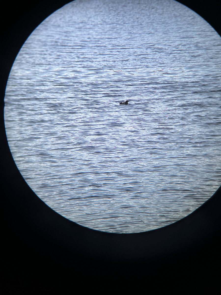 Black Guillemot - ML617386939