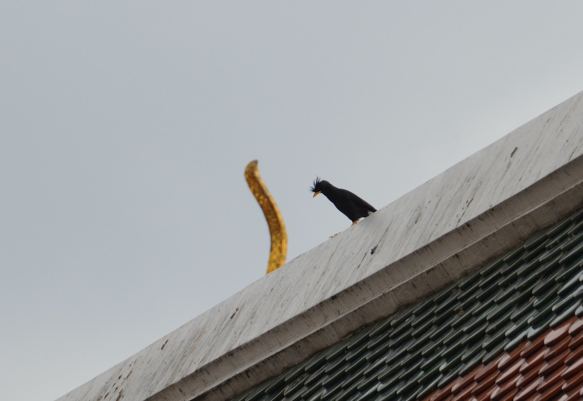 Great Myna - ML617386940