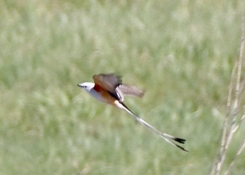 Scissor-tailed Flycatcher - ML617386946