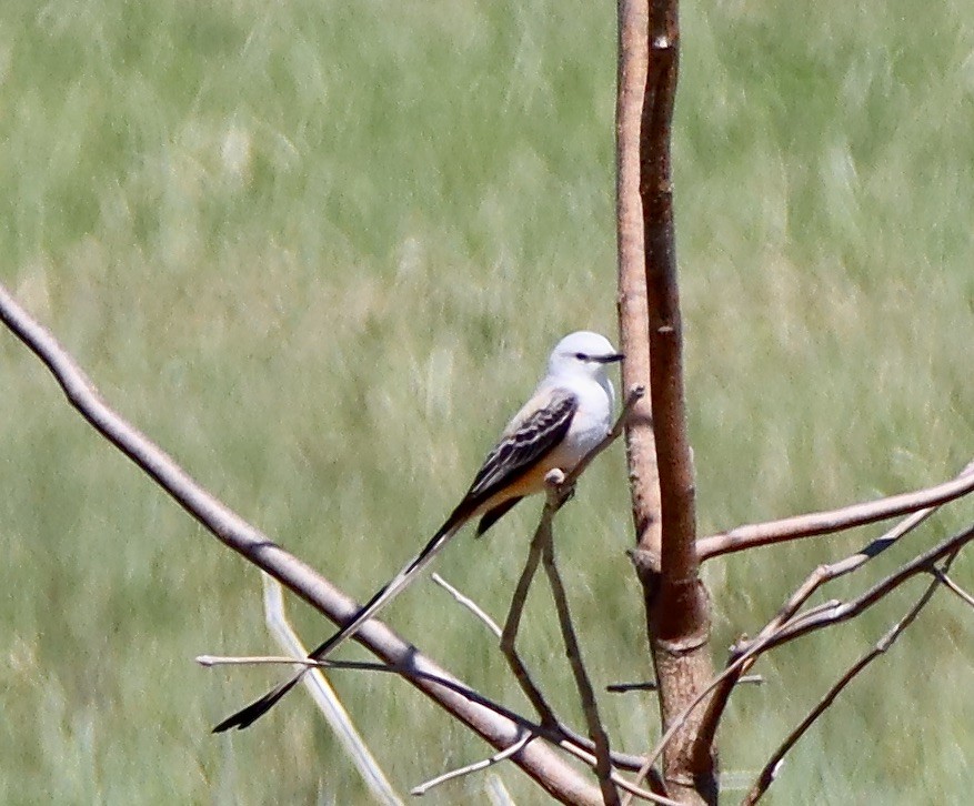 Scissor-tailed Flycatcher - ML617386947