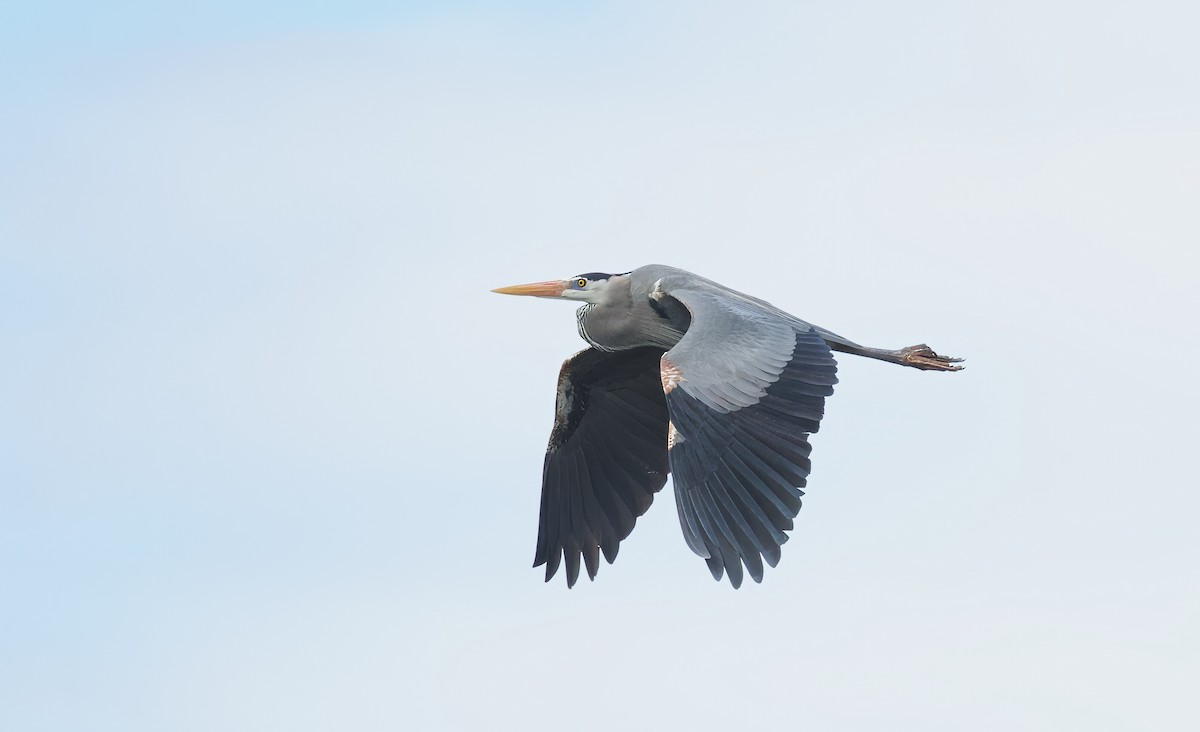 Great Blue Heron - Michel Proulx