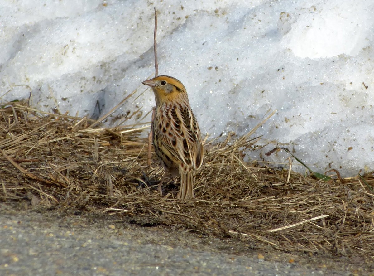 LeConte's Sparrow - ML617386959