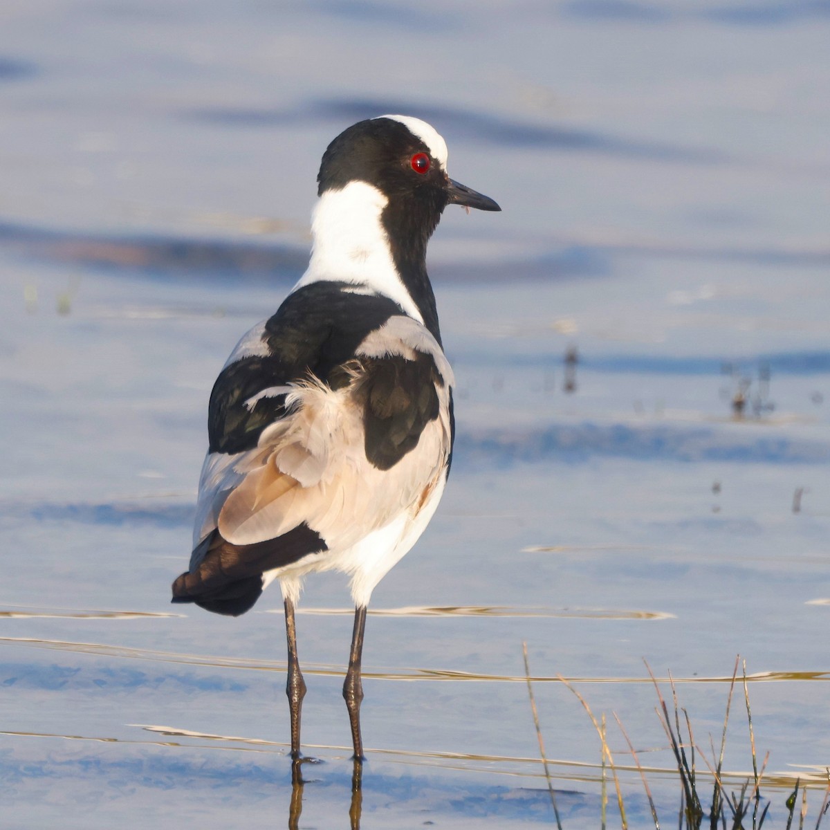 Blacksmith Lapwing - ML617387008