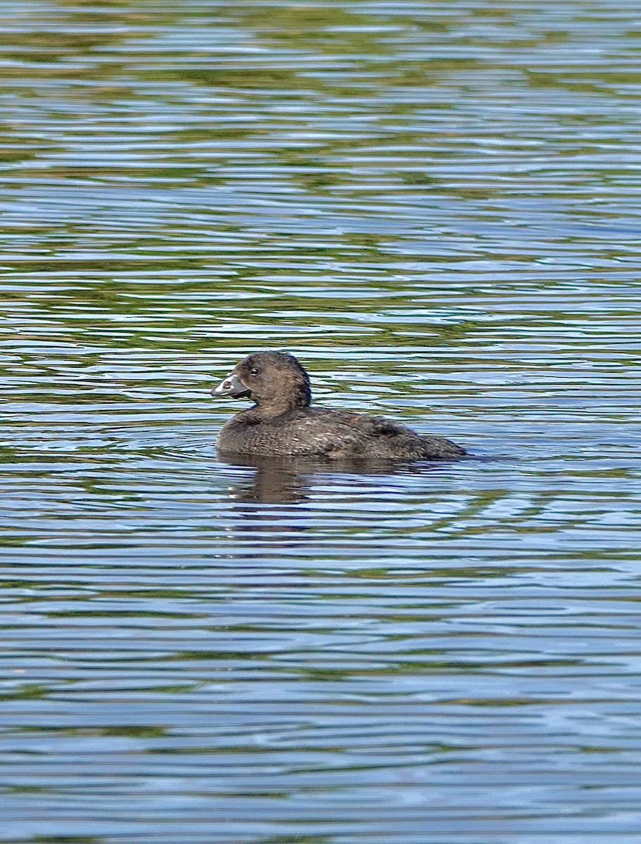 Musk Duck - Howie Nielsen