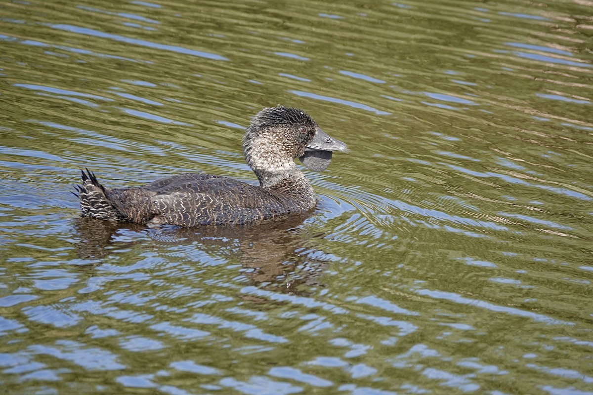 Musk Duck - ML617387014