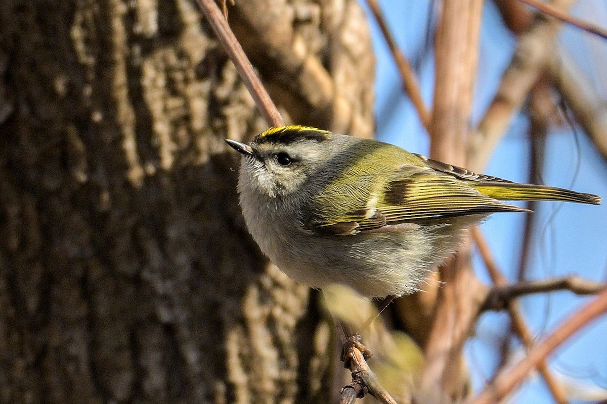 Golden-crowned Kinglet - ML617387025