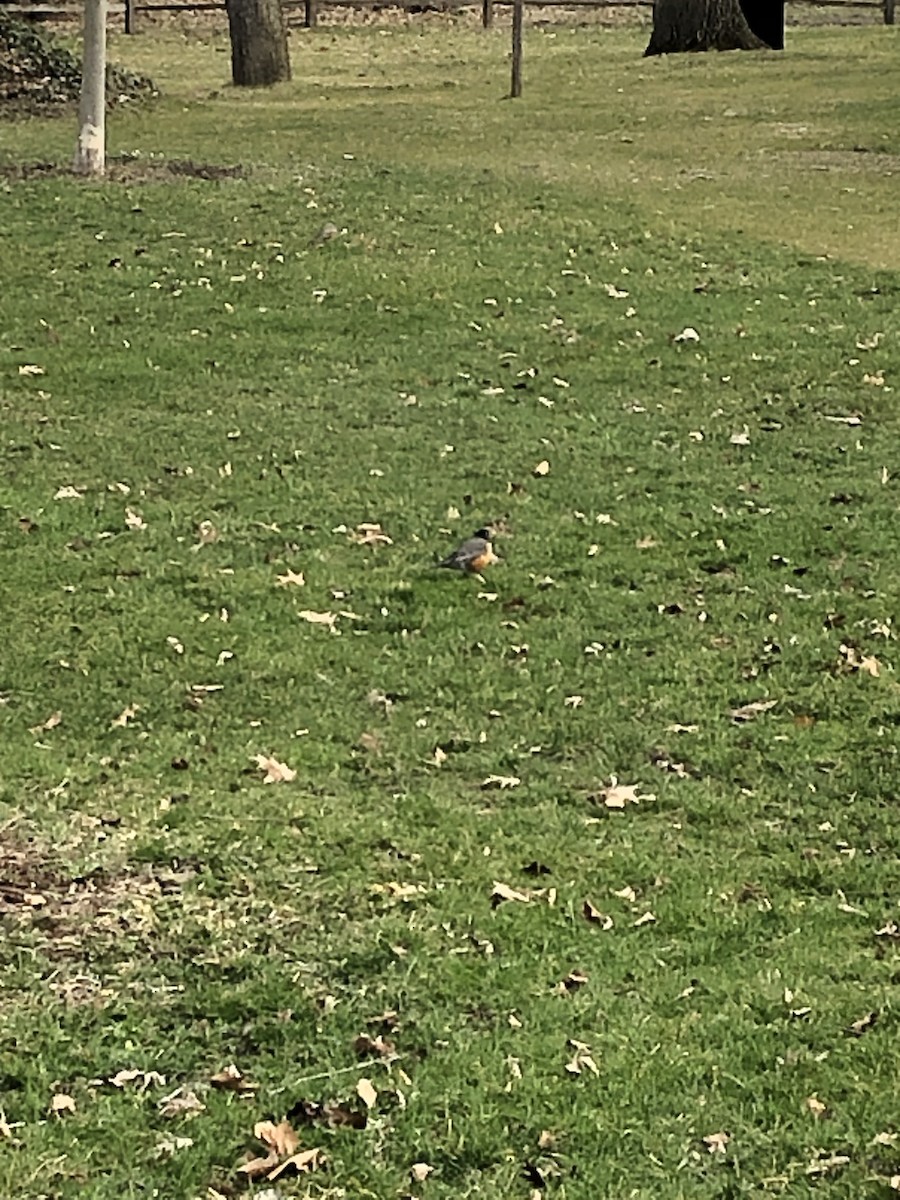 American Robin - ML617387028