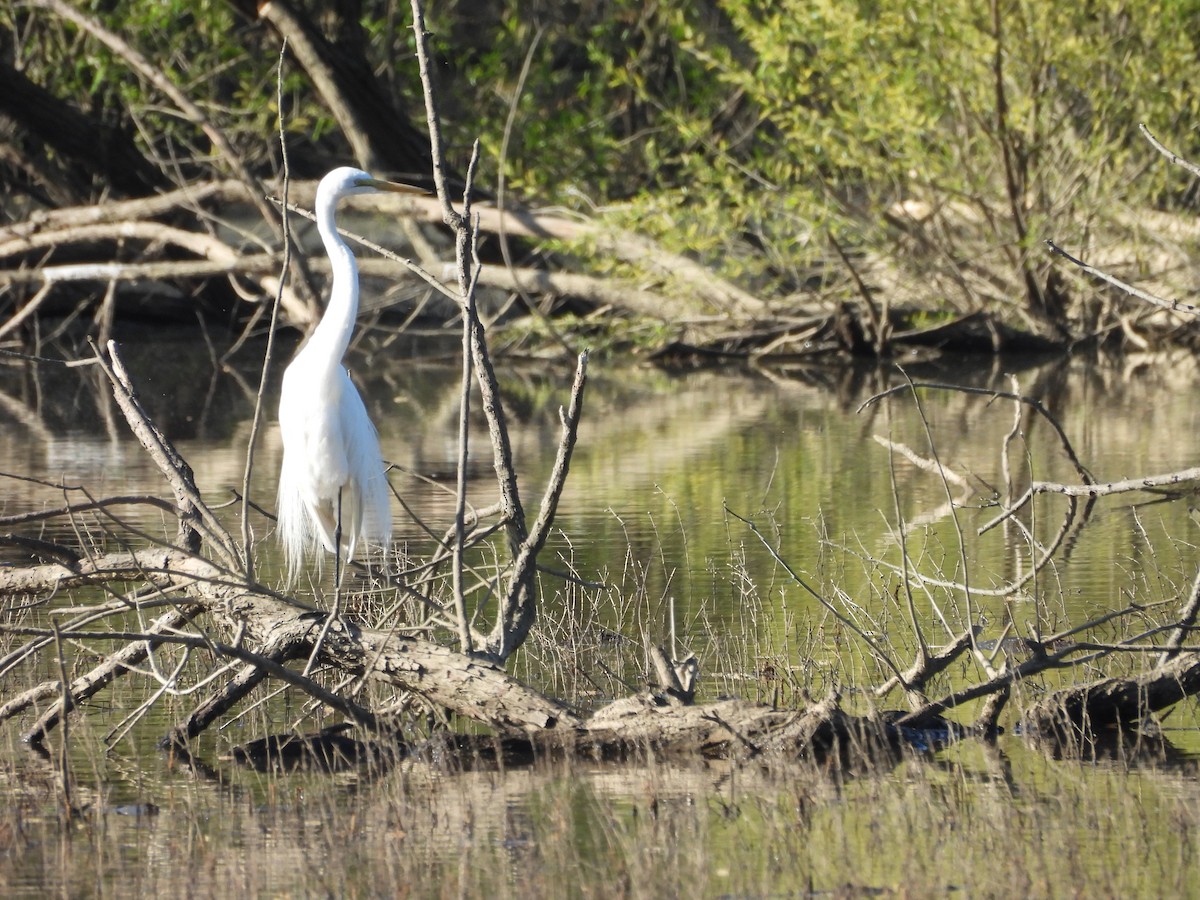 Great Egret - ML617387029