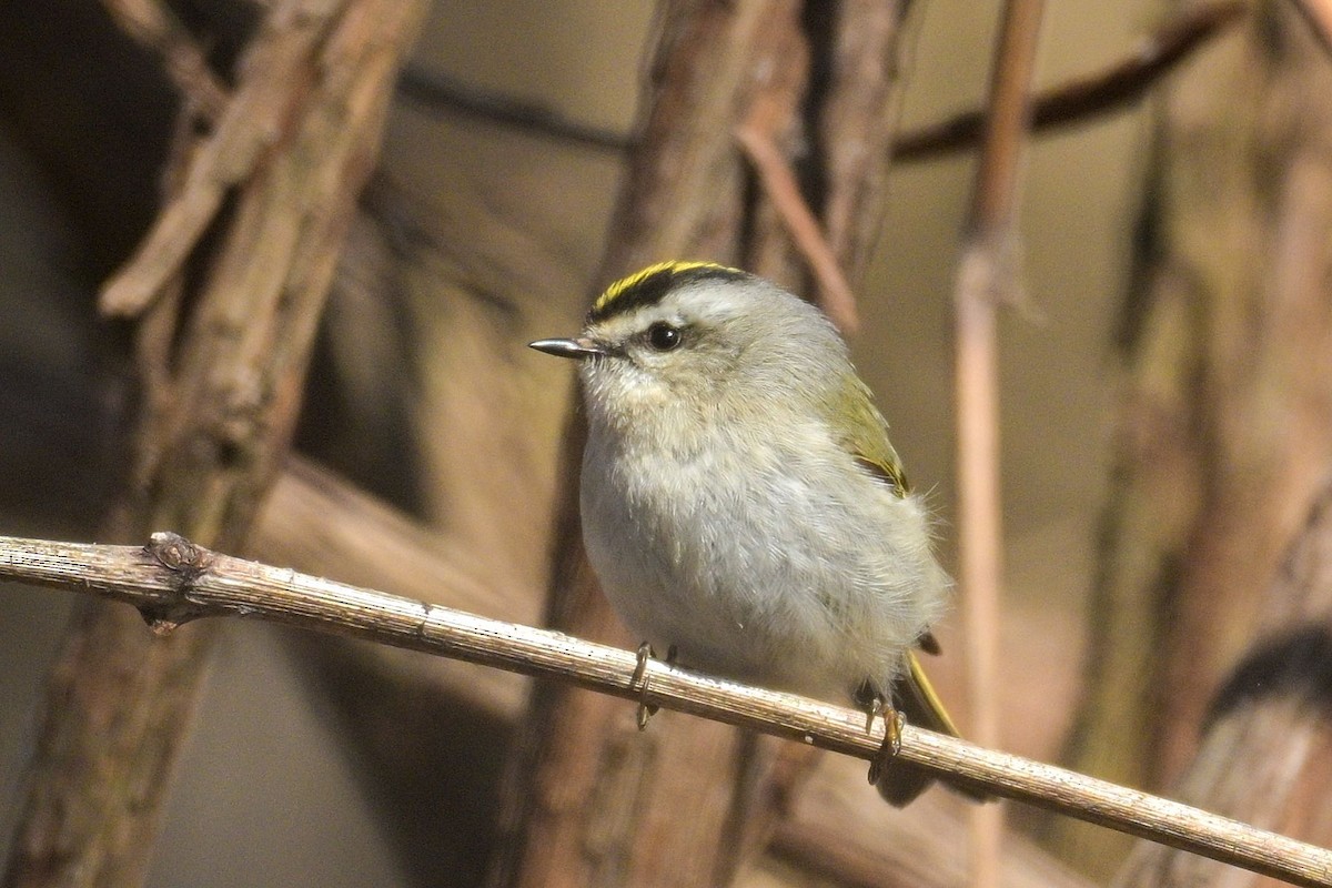 Golden-crowned Kinglet - ML617387035