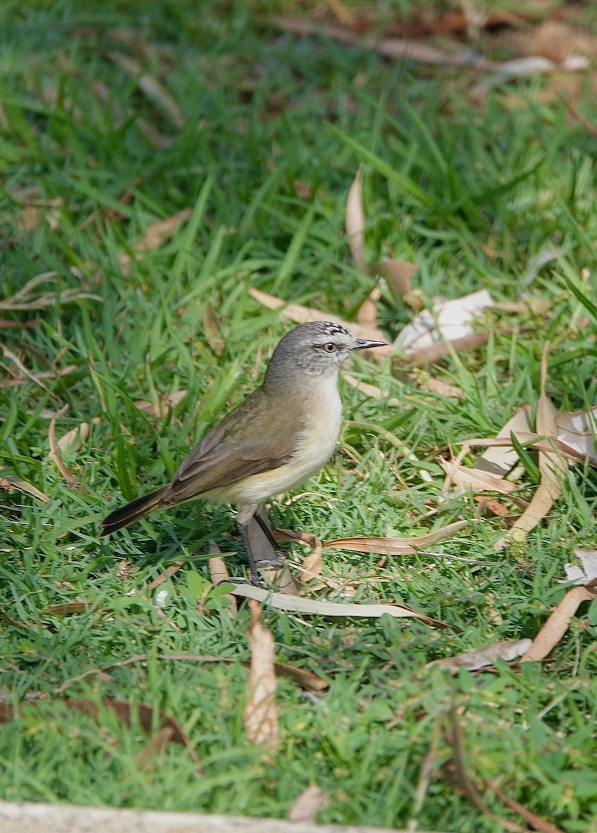 Yellow-rumped Thornbill - ML617387070