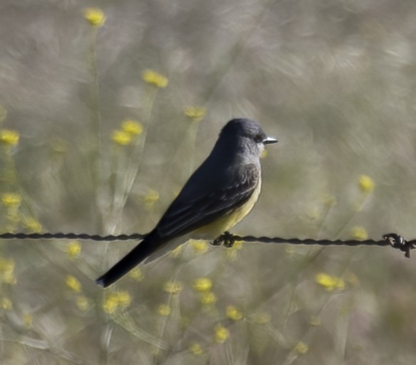 Cassin's Kingbird - Bill Martin