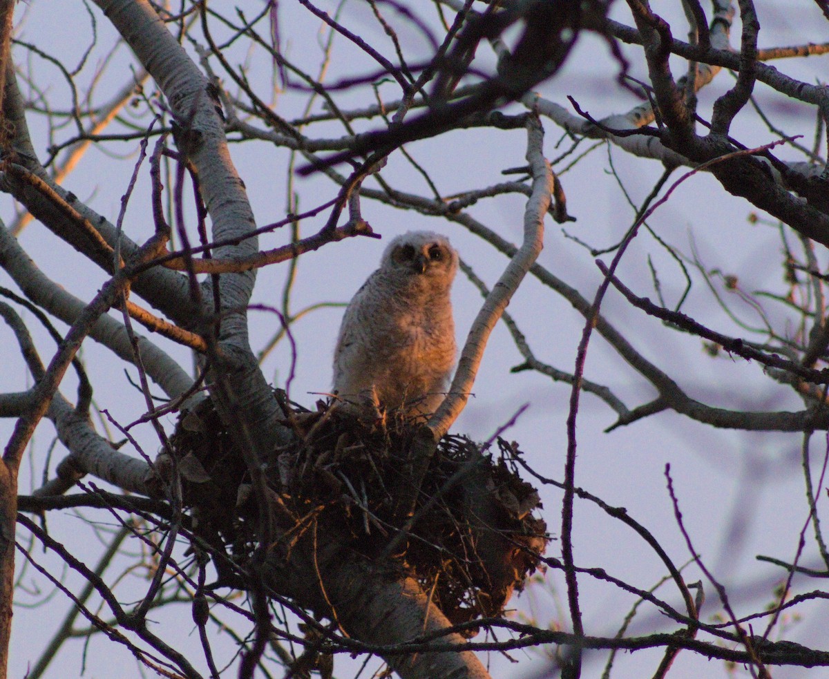 Great Horned Owl - Elliot Kinnear