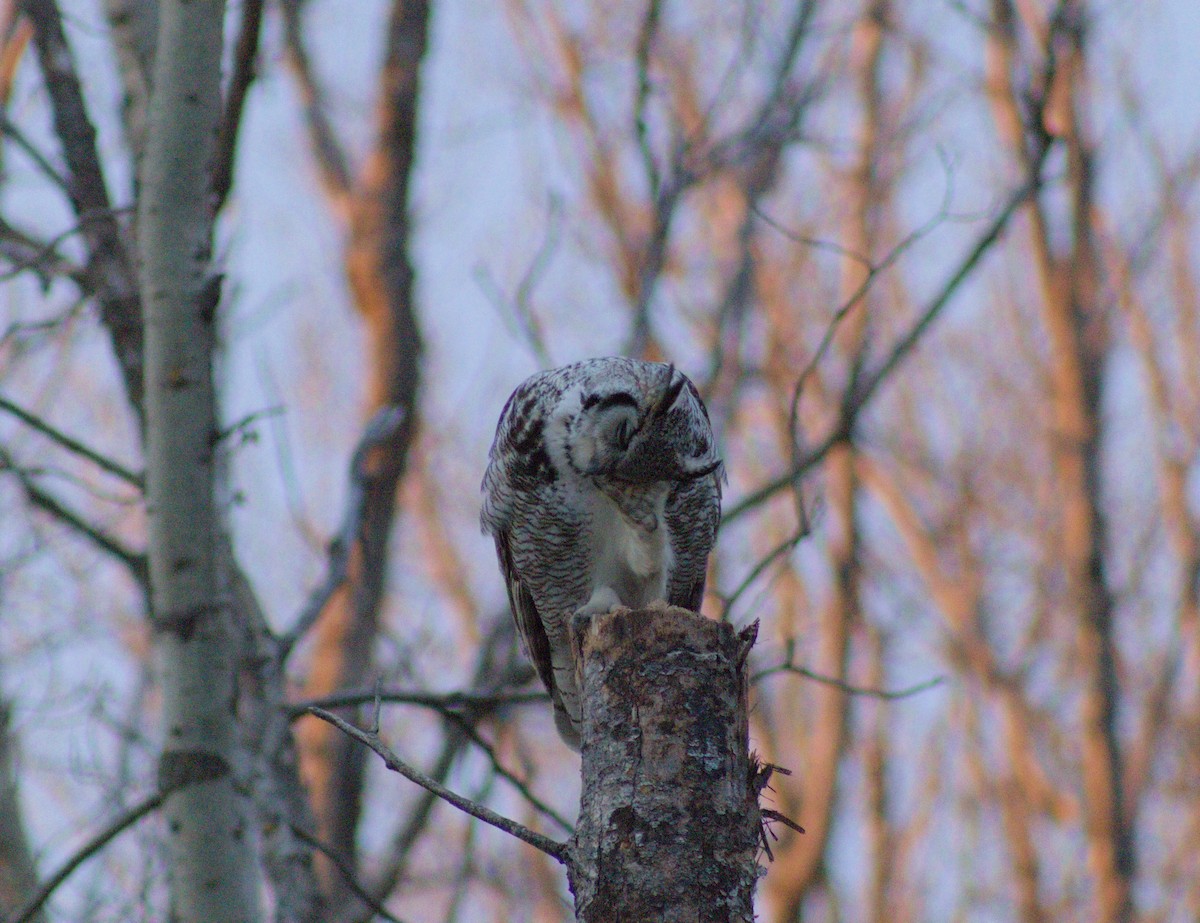 Great Horned Owl - Elliot Kinnear