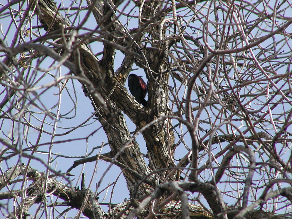 Lewis's Woodpecker - ML617387099