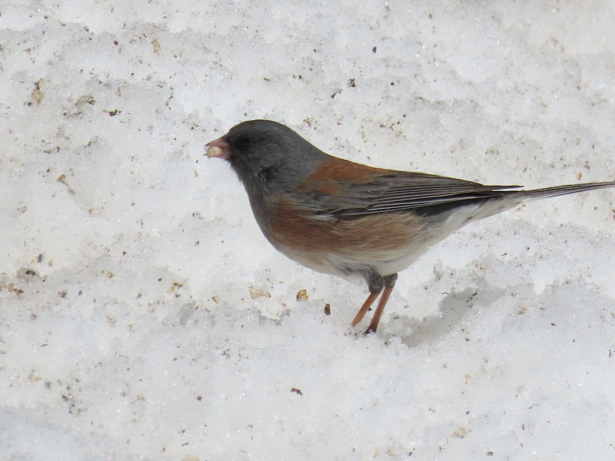 Dark-eyed Junco (Pink-sided x Gray-headed) - ML617387114