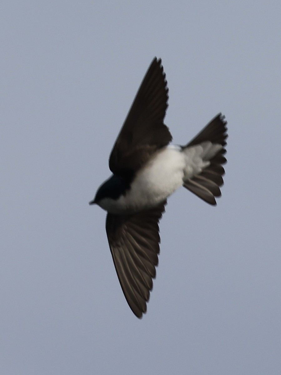 Golondrina Bicolor - ML617387165